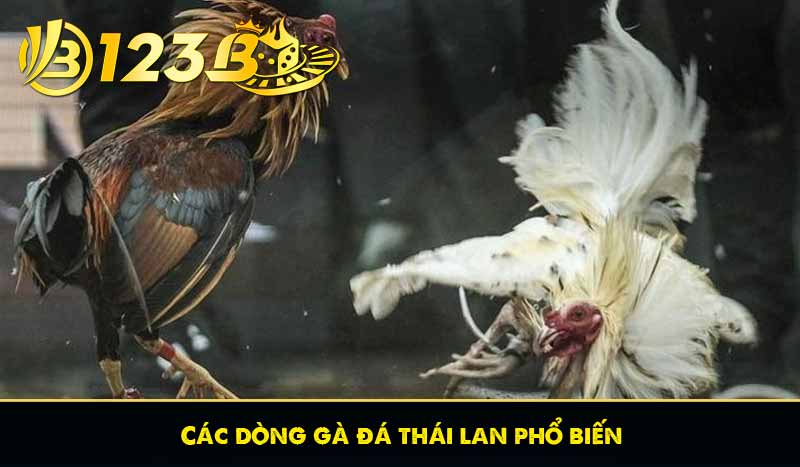 Các dòng gà đá thái lan phổ biến