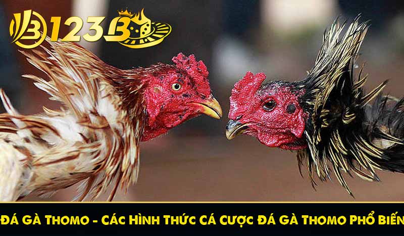 Đá Gà Thomo - Các Hình Thức Cá Cược Đá Gà Thomo Phổ Biến