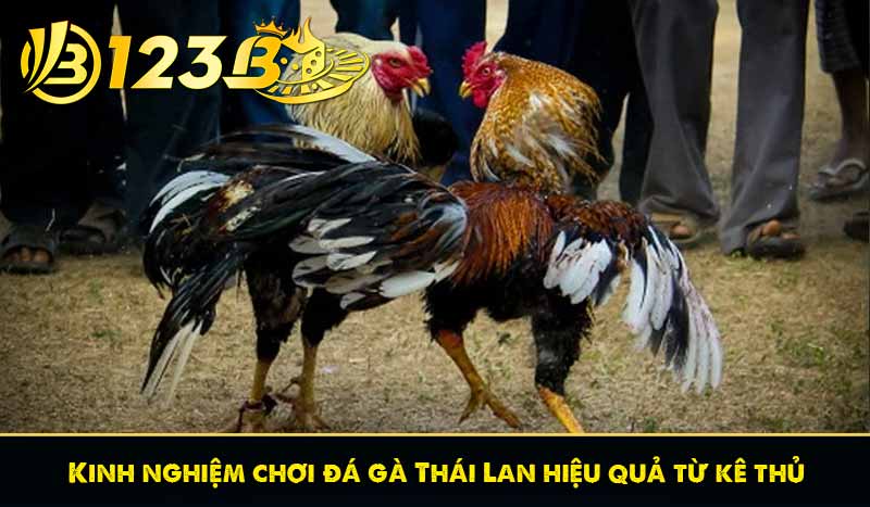 Kinh nghiệm chơi đá gà Thái Lan hiệu quả từ kê thủ