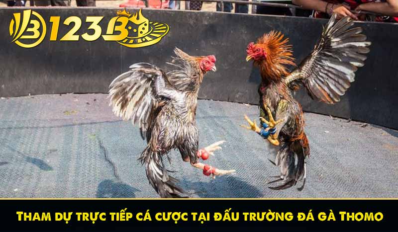 Tham dự trực tiếp cá cược tại đấu trường đá gà Thomo